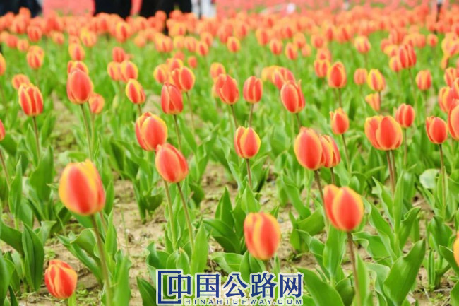 縱貫S21阿烏高速黃金旅游通道 ——邀您體驗大漠風光與便捷旅途